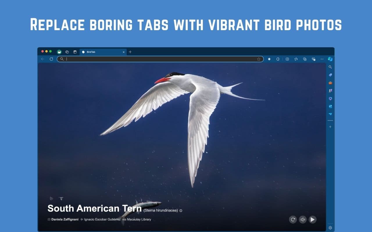 BirdTab screenshot 2