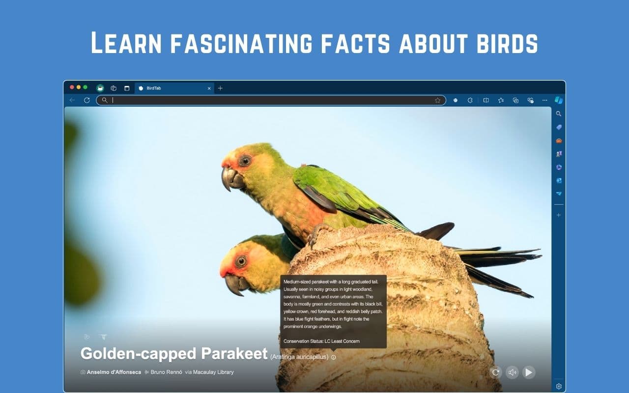 BirdTab screenshot 4