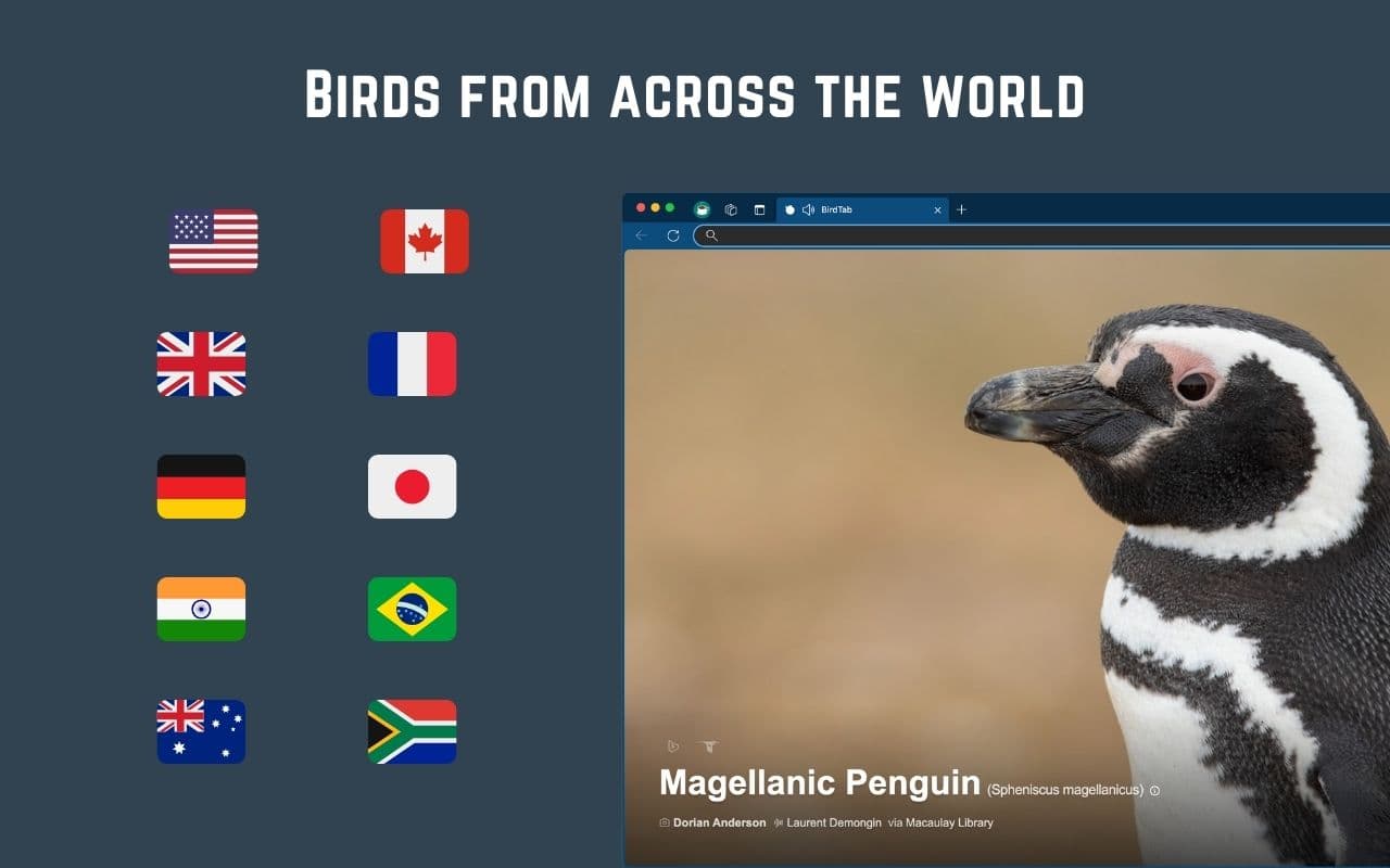 BirdTab screenshot 5