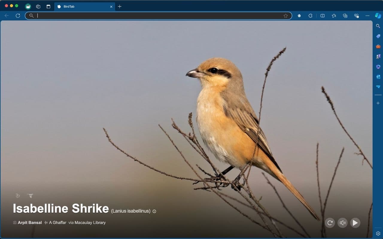 BirdTab screenshot 6