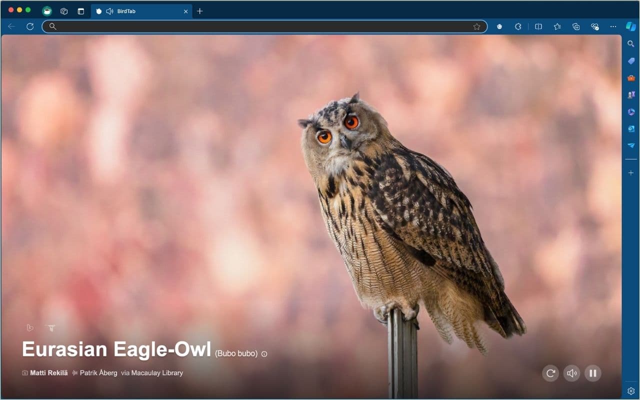BirdTab screenshot 7